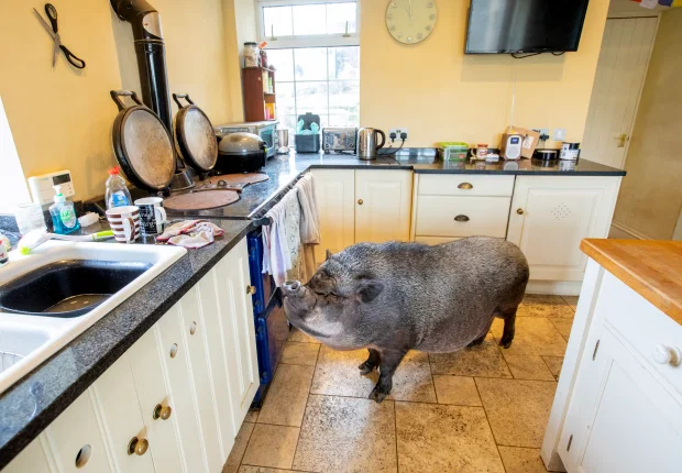 Morag said: 'Having a pig in the house is fun, but not for people who cherish furniture'Credit: SWNS:South West News Service 2731-nintchdbpict000641503848