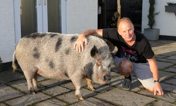 Nigel Graham with Grace. She weighs 178kg. Photograph: Dave Evitts/SWNS 3022-5551