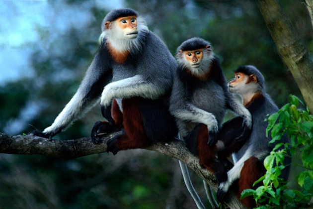 3522-wild-animals-in-cuc-phuong-national-park