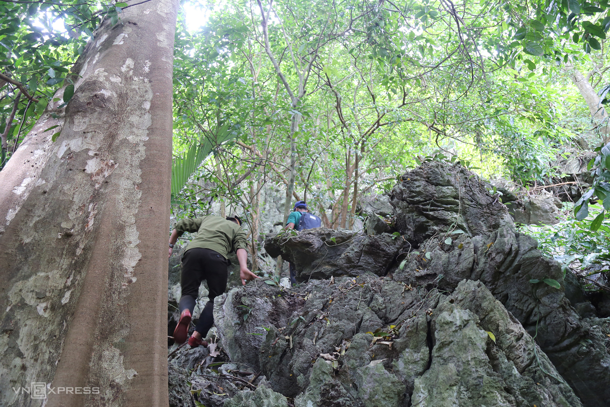 In 2020, at Tria Village, a local resident discovered a new cave in North Huong Hoa Nature Reserve, according to staff member Ho Van Phan. The cave lies about 30 minutes by foot along Tria Stream from Tria Village. En route is a steep, jagged slope and many old trees. (Photo: VnExpress) In 2020, at Tria Village, a local resident discovered a new cave in North Huong Hoa Nature Reserve, according to staff member Ho Van Phan. The cave lies about 30 minutes by foot along Tria Stream from Tria Village. En route is a steep, jagged slope and many old trees. (Photo: VnExpress)