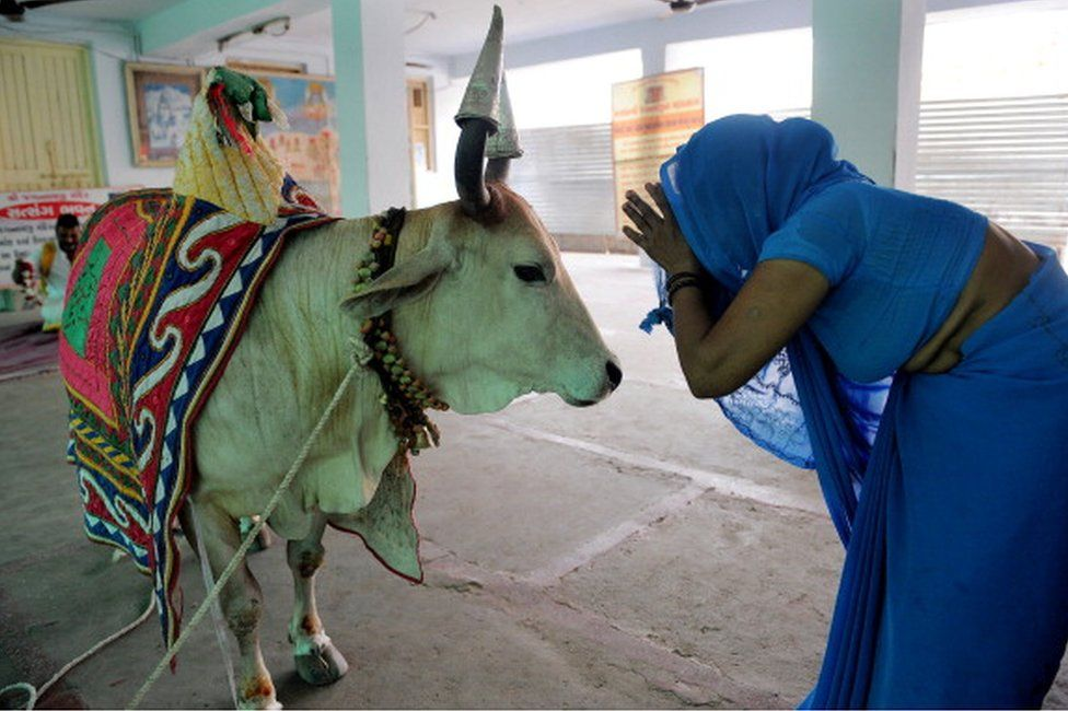 It is also a sacred animal for the majority Hindu community, and they amble unmolested in traffic-choked streets. The animal is worshipped and decorated during festivals; holy men take around cows, with their foreheads smeared in vermillion, to seek alms. There is even a journal called Indian Cow; and a Love 4 Cow Trust to Shani Shingnapur in India - A village with no doors