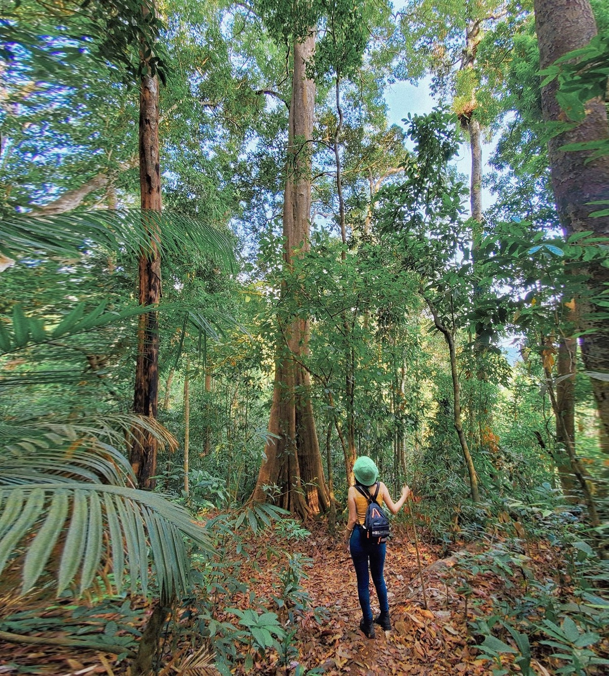 Tourists who come here can be easily drowned in a sea of century-old trees that are high up to 40 – 50m. (Photo: ZingNews) Tourists who come here can be easily drowned in a sea of century-old trees that are high up to 40 – 50m. (Photo: ZingNews)