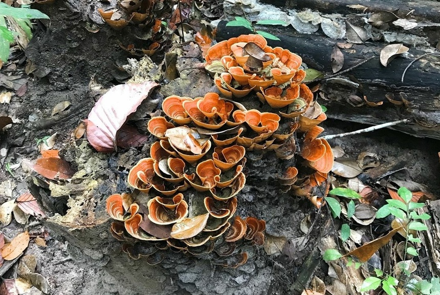 There recorded 628 species of plants in the Park (Anon. 1997), and the globally endangered species could be Afzelia xylocarpa, Dalbergia cochinchinensis, and Shorea guiso. (Photo: ZingNews) There recorded 628 species of plants in the Park (Anon. 1997), and the globally endangered species could be Afzelia xylocarpa, Dalbergia cochinchinensis, and Shorea guiso. (Photo: ZingNews)