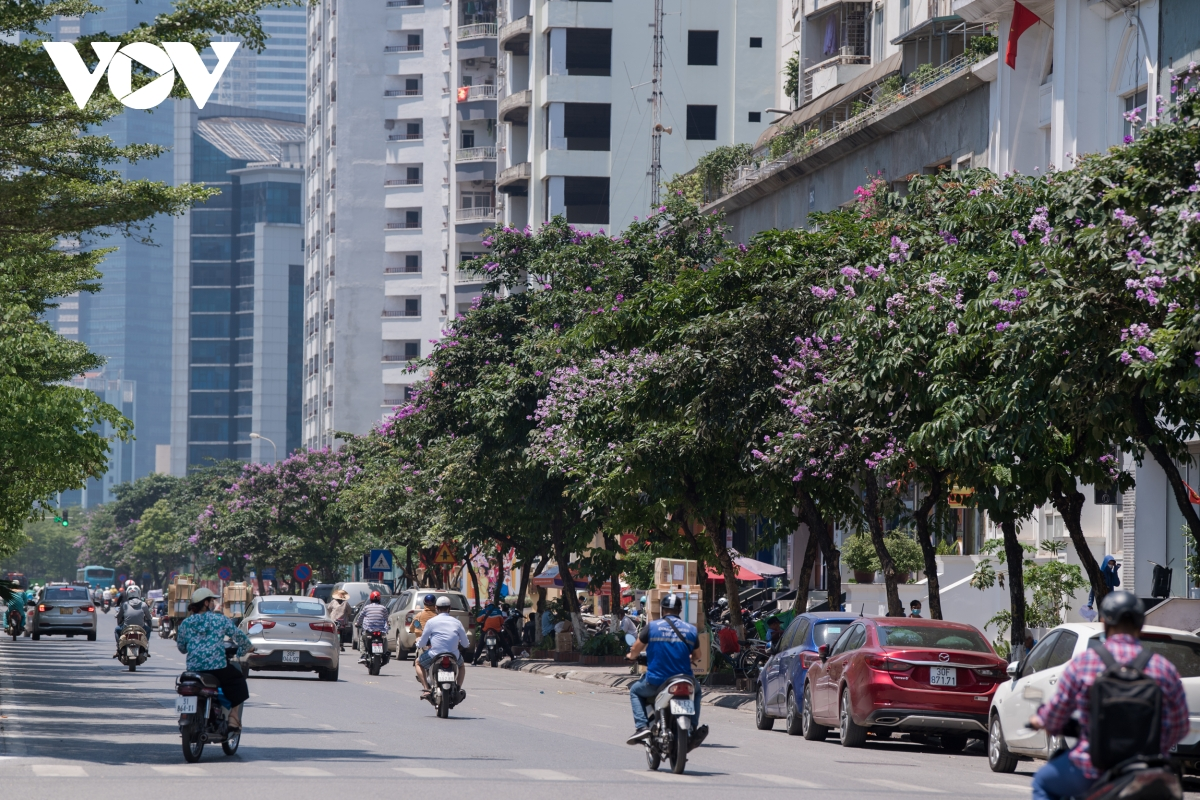 In May, when the sound of cicadas signals the advent of summer, giant purple crape-myrtle flowers (known as bang lang) bloom in many streets of Hanoi. (Photo: VOV) In May, when the sound of cicadas signals the advent of summer, giant purple crape-myrtle flowers (known as bang lang) bloom in many streets of Hanoi. (Photo: VOV)