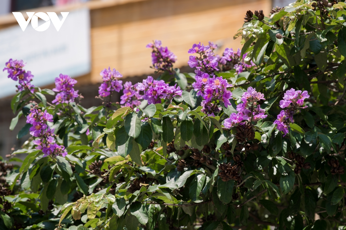 The purple flowers have been a symbol of the city, and bring up nostalgic feelings whenever you look at them. (Photo: VOV) The purple flowers have been a symbol of the city, and bring up nostalgic feelings whenever you look at them. (Photo: VOV)
