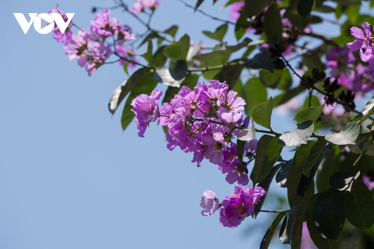 The crape-myrtle flowers were originated in Asia, but have appeared in many countries in Southeast Asia, including big cities in Vietnam. (Photo: VOV) The crape-myrtle flowers were originated in Asia, but have appeared in many countries in Southeast Asia, including big cities in Vietnam. (Photo: VOV)