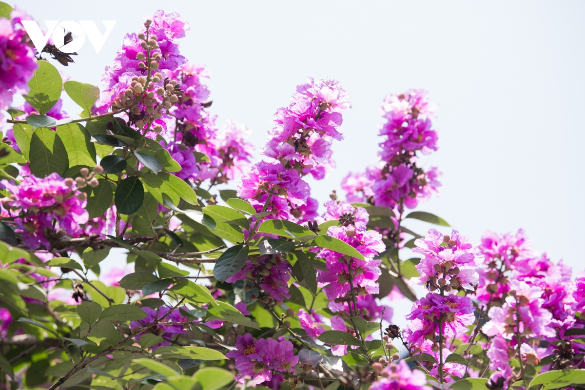 Crape-myrtle flowers often grow into clusters with a length of 20-30cm. Each flower has six thin and light petals. (Photo: VOV) Crape-myrtle flowers often grow into clusters with a length of 20-30cm. Each flower has six thin and light petals. (Photo: VOV)