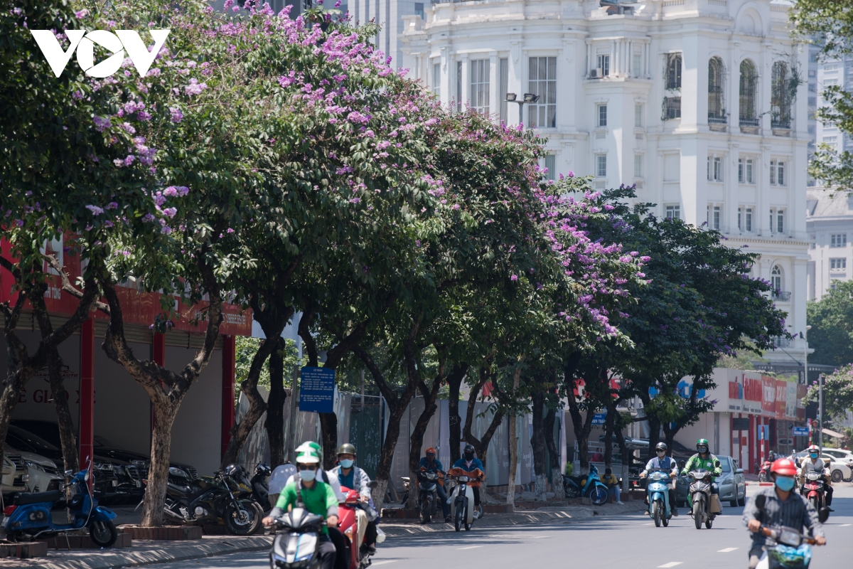 The flowers with colours symbolising faithfulness have become an indispensable part in the life of capital residents. (Photo: VOV) The flowers with colours symbolising faithfulness have become an indispensable part in the life of capital residents. (Photo: VOV)