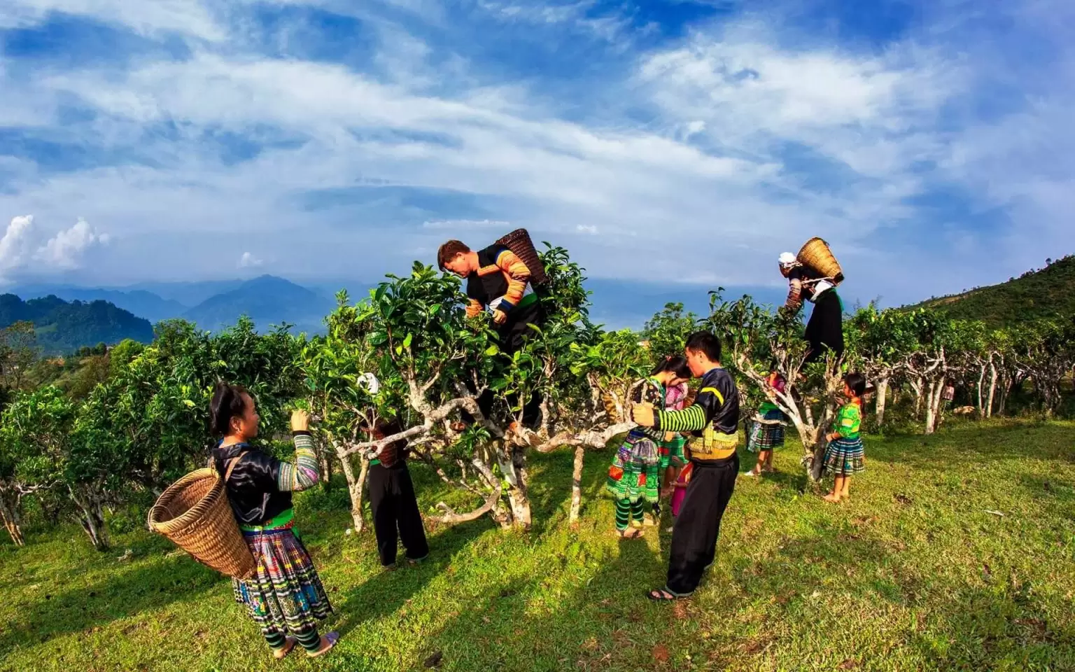 Suoi Giang gets its fame for growing over hundred years old tea trees, which provide the famous Shan Tuyet tea. (Photo: Vietnamtravel) Suoi Giang gets its fame for growing over hundred years old tea trees, which provide the famous Shan Tuyet tea. (Photo: Vietnamtravel)