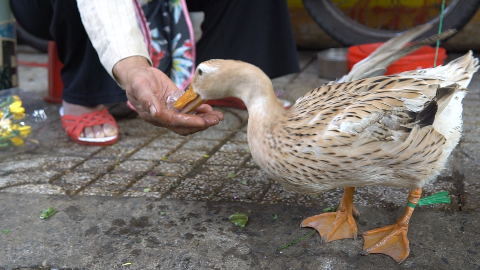 The ducks love ice cubes (Photo: Thanh Nien) The ducks love ice cubes (Photo: Thanh Nien)