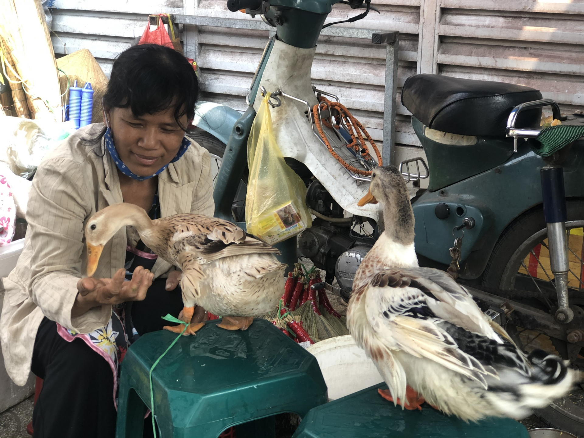 To Tuyet, the ducks are more than just pets. Photo: Quyen Tran To Tuyet, the ducks are more than just pets. Photo: Quyen Tran