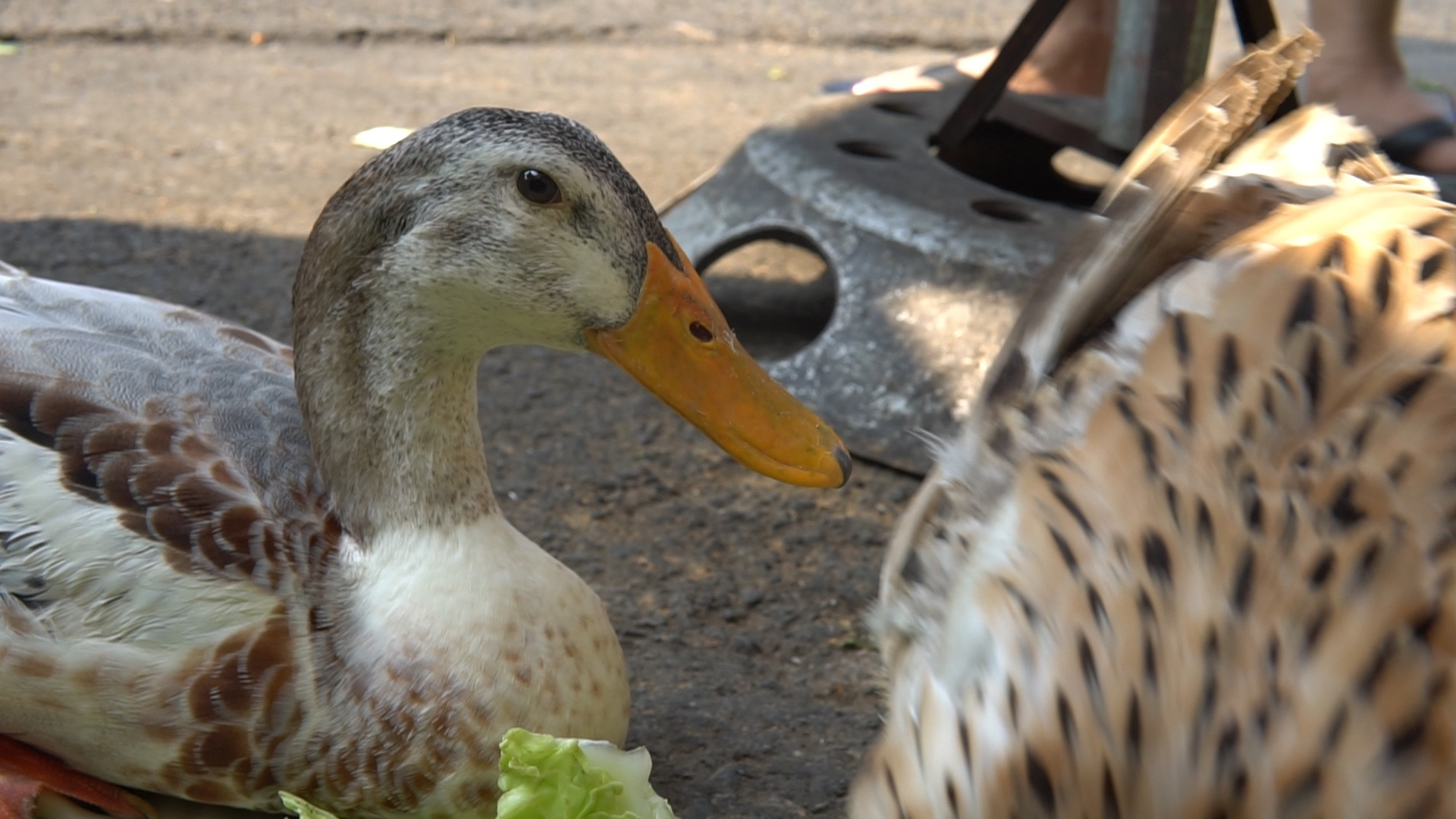 The male duck is said to be more docile than the female. Photo: Quyen Tran The male duck is said to be more docile than the female. Photo: Quyen Tran