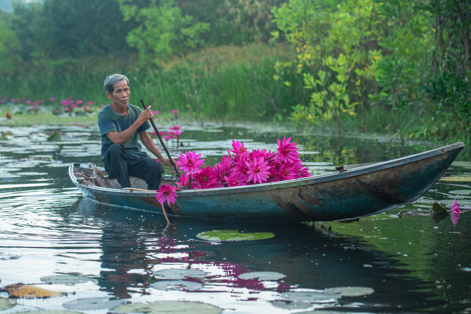Chu rows a boat to pick water lilies and tend to grass carp raised in the pond. (Photo: VnExpress) Chu rows a boat to pick water lilies and tend to grass carp raised in the pond. (Photo: VnExpress)