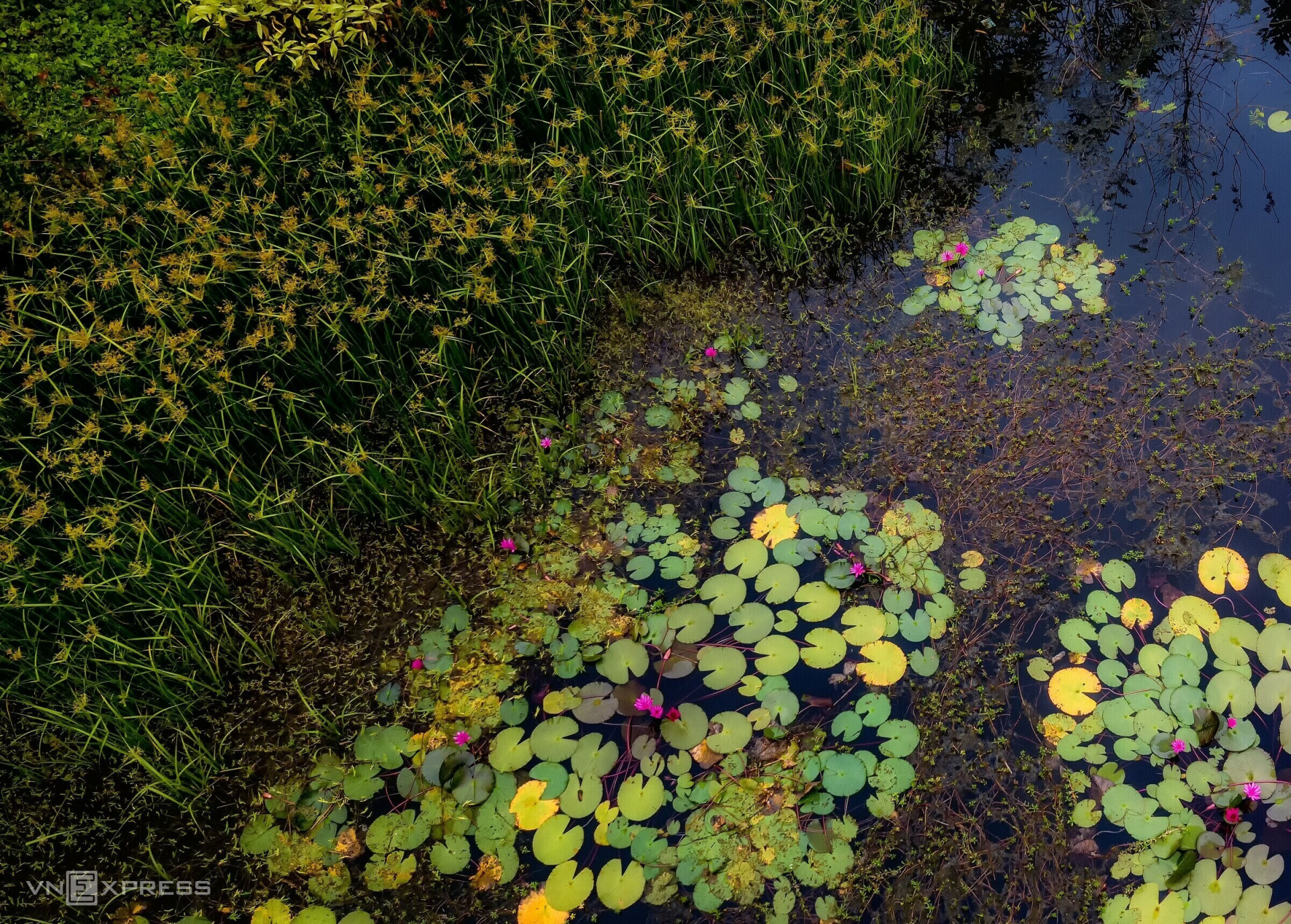 Around the water lily pond are reeds that add to its beauty. (Photo: VnExpress) Around the water lily pond are reeds that add to its beauty. (Photo: VnExpress)