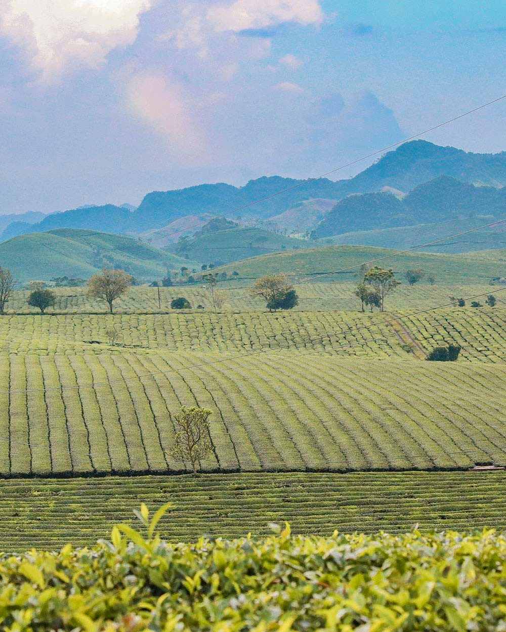 Moc Chau Tea Plantation. Photo: Duc Giang Moc Chau Tea Plantation. Photo: Duc Giang