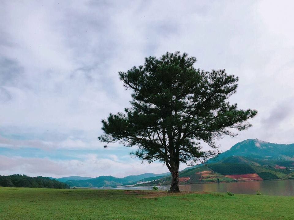 Discover The Unique “Lonely Trees” For Young Travelers To “Check-In” In Vietnam Discover The Unique “Lonely Trees” For Young Travelers To “Check-In” In Vietnam