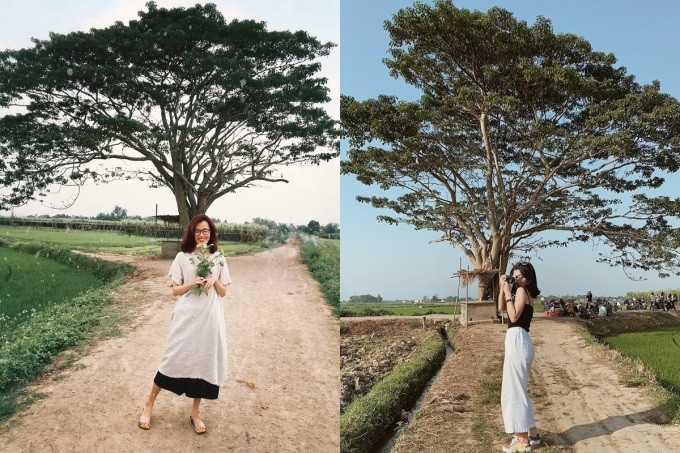 Discover The Unique “Lonely Trees” For Young Travelers To “Check-In” In Vietnam Discover The Unique “Lonely Trees” For Young Travelers To “Check-In” In Vietnam