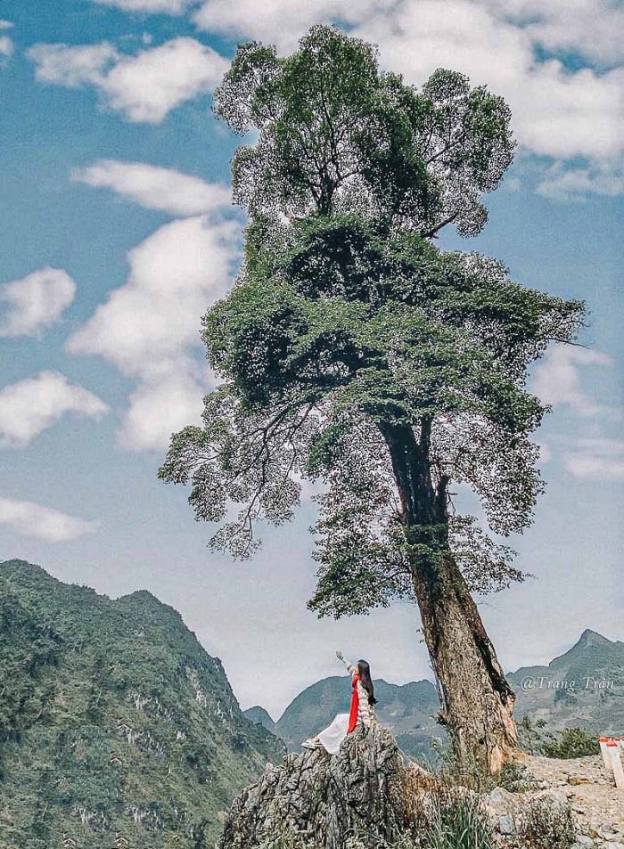 Discover The Unique “Lonely Trees” For Young Travelers To “Check-In” In Vietnam Discover The Unique “Lonely Trees” For Young Travelers To “Check-In” In Vietnam