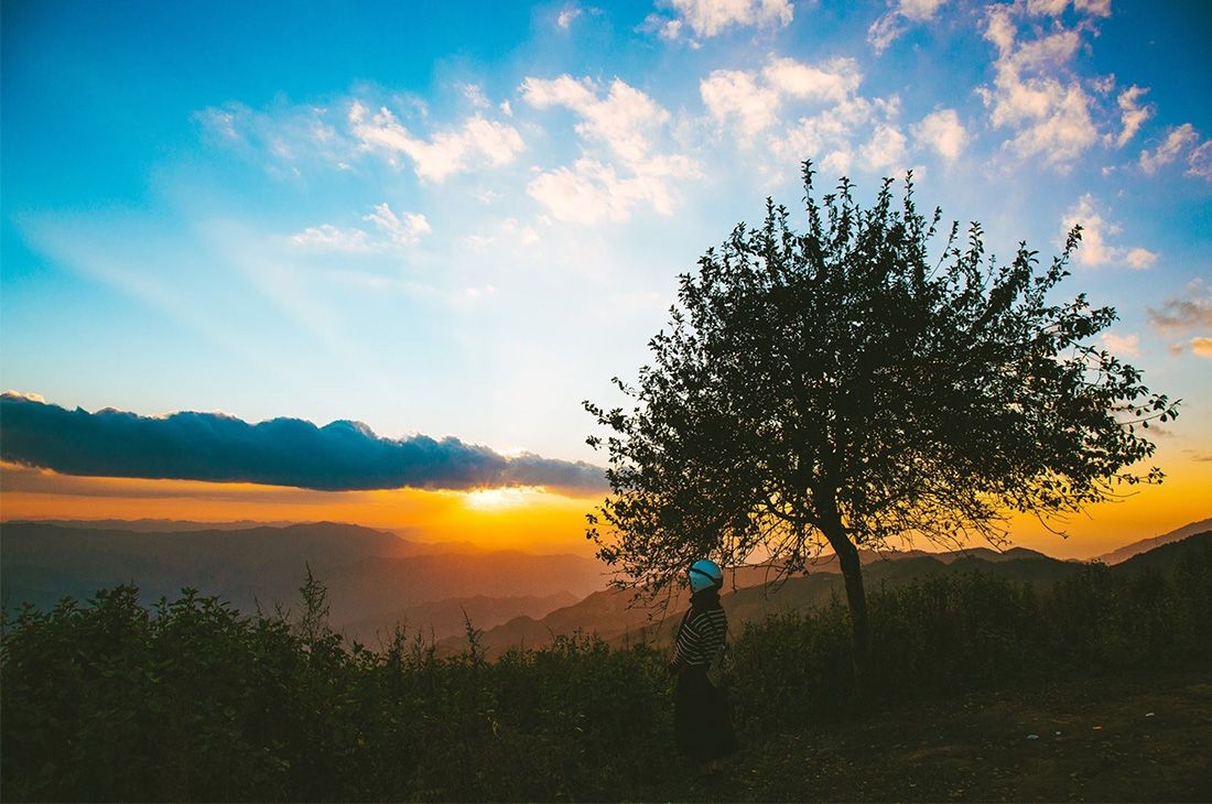 Discover The Unique “Lonely Trees” For Young Travelers To “Check-In” In Vietnam Discover The Unique “Lonely Trees” For Young Travelers To “Check-In” In Vietnam