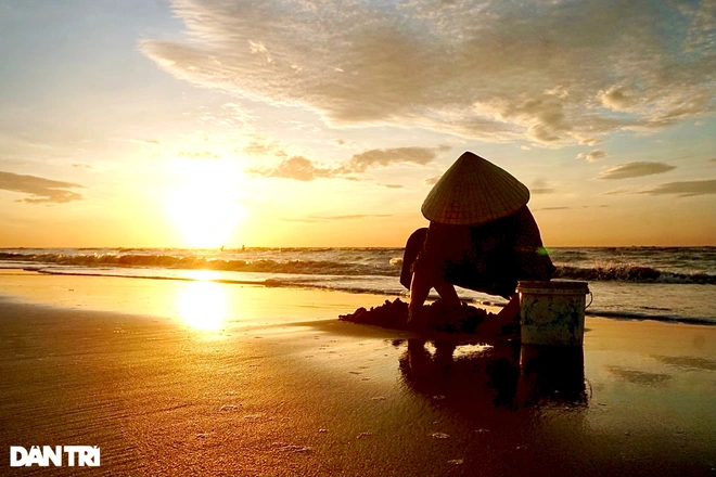 An old woman catching clams on the beach at dawn. Photo: Dantri An old woman catching clams on the beach at dawn. Photo: Dantri