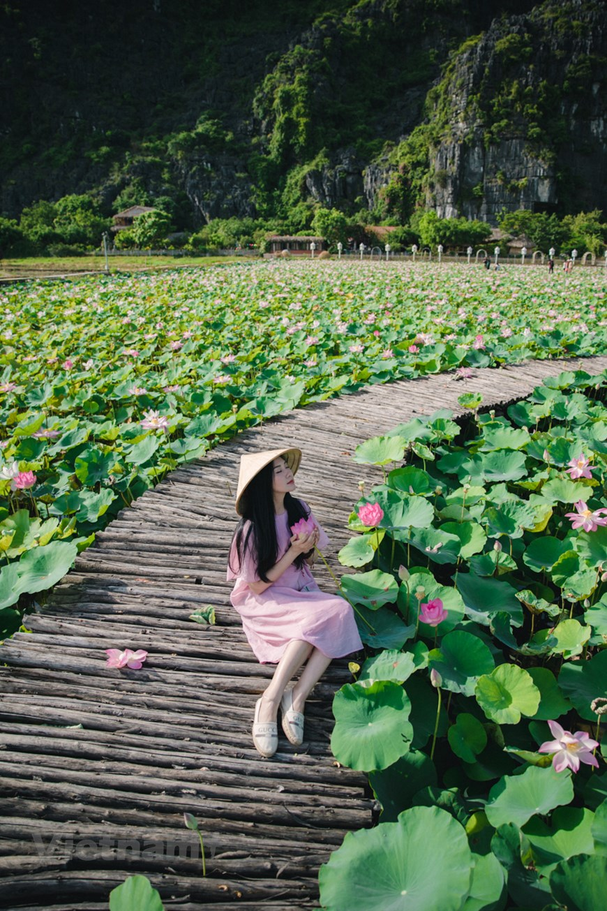 Walking among the lotus flowers and breathing the fresh scent is the most amazing experience for tourists when coming to this place. Tourists can have alluring pictures with such a beautiful background. Photo: Vietnam+ Walking among the lotus flowers and breathing the fresh scent is the most amazing experience for tourists when coming to this place. Tourists can have alluring pictures with such a beautiful background. Photo: Vietnam+