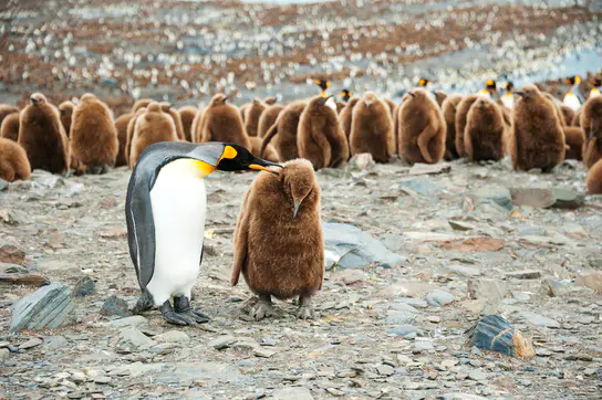 Photo: Swoop Antarctica Photo: Swoop Antarctica