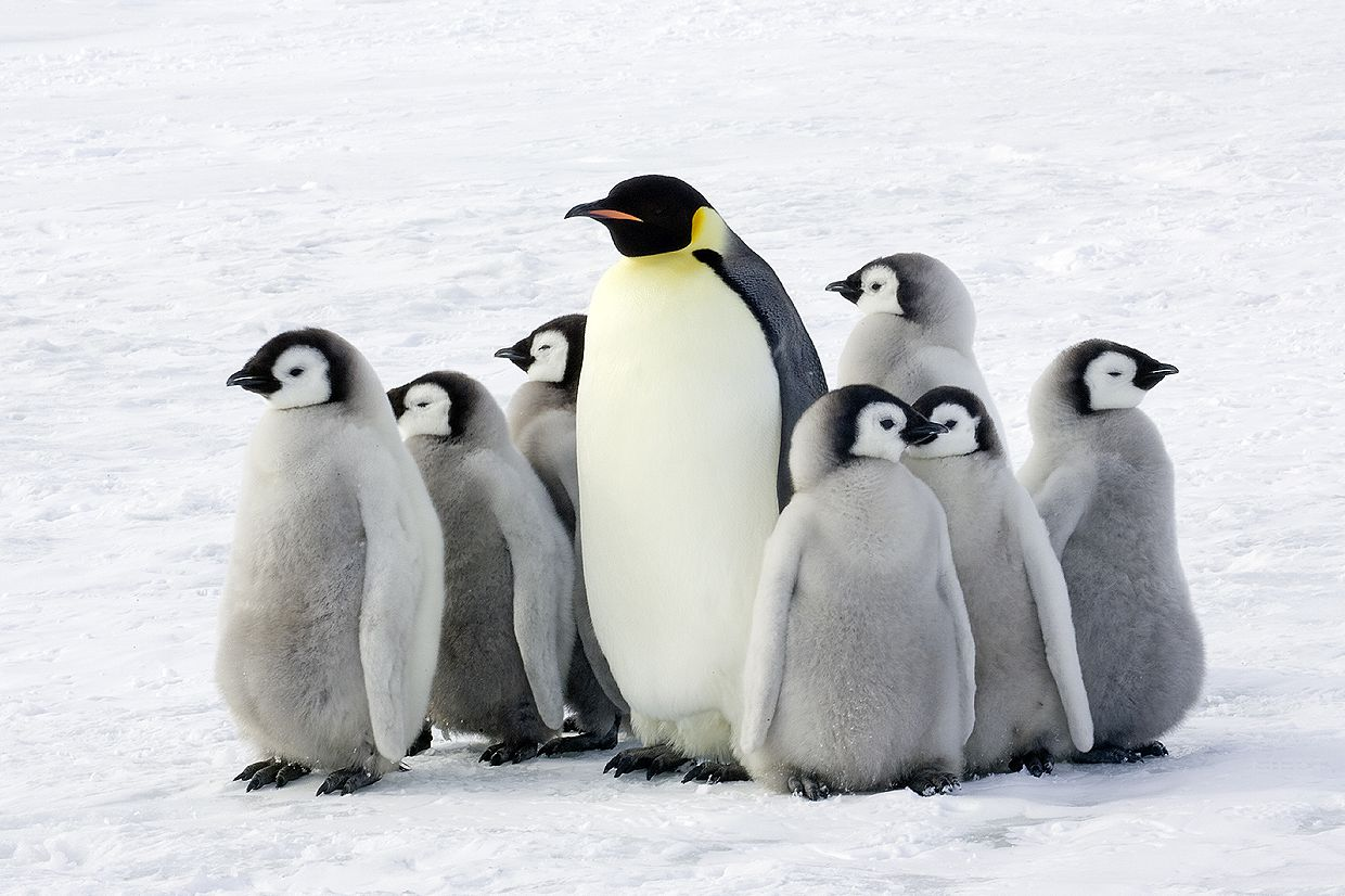 Photo: DiscoveringAntarctica Photo: DiscoveringAntarctica