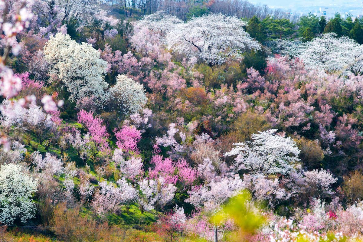 Photo: ZEKKEI Japan Photo: ZEKKEI Japan