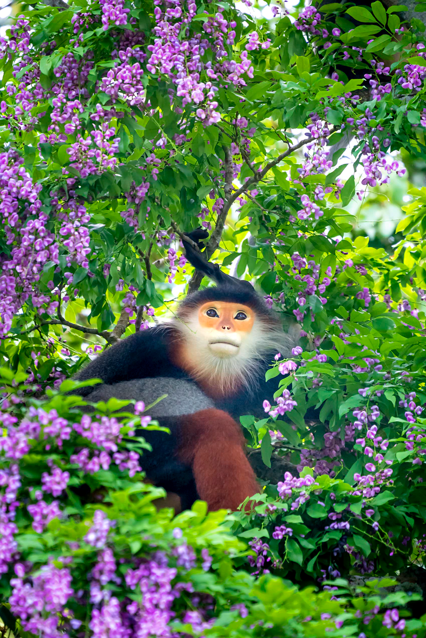 Try and catch a glimpse of the amazing red-shanked Douc langur in Bach Ma National Park © quangpraha / Getty Images Try and catch a glimpse of the amazing red-shanked Douc langur in Bach Ma National Park © quangpraha / Getty Images