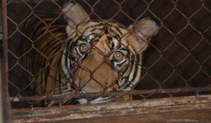 The tigers were kept in filthy cages. Photo: VnExpress The tigers were kept in filthy cages. Photo: VnExpress