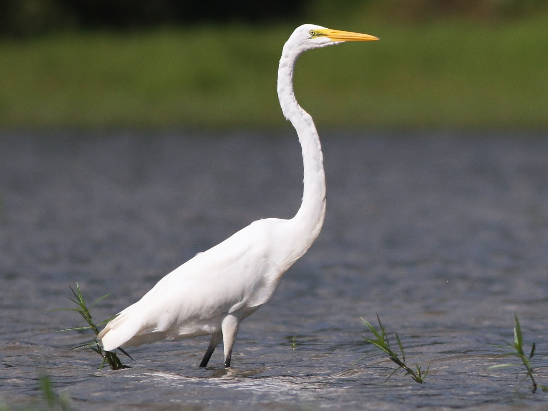 Photo: eBird Photo: eBird