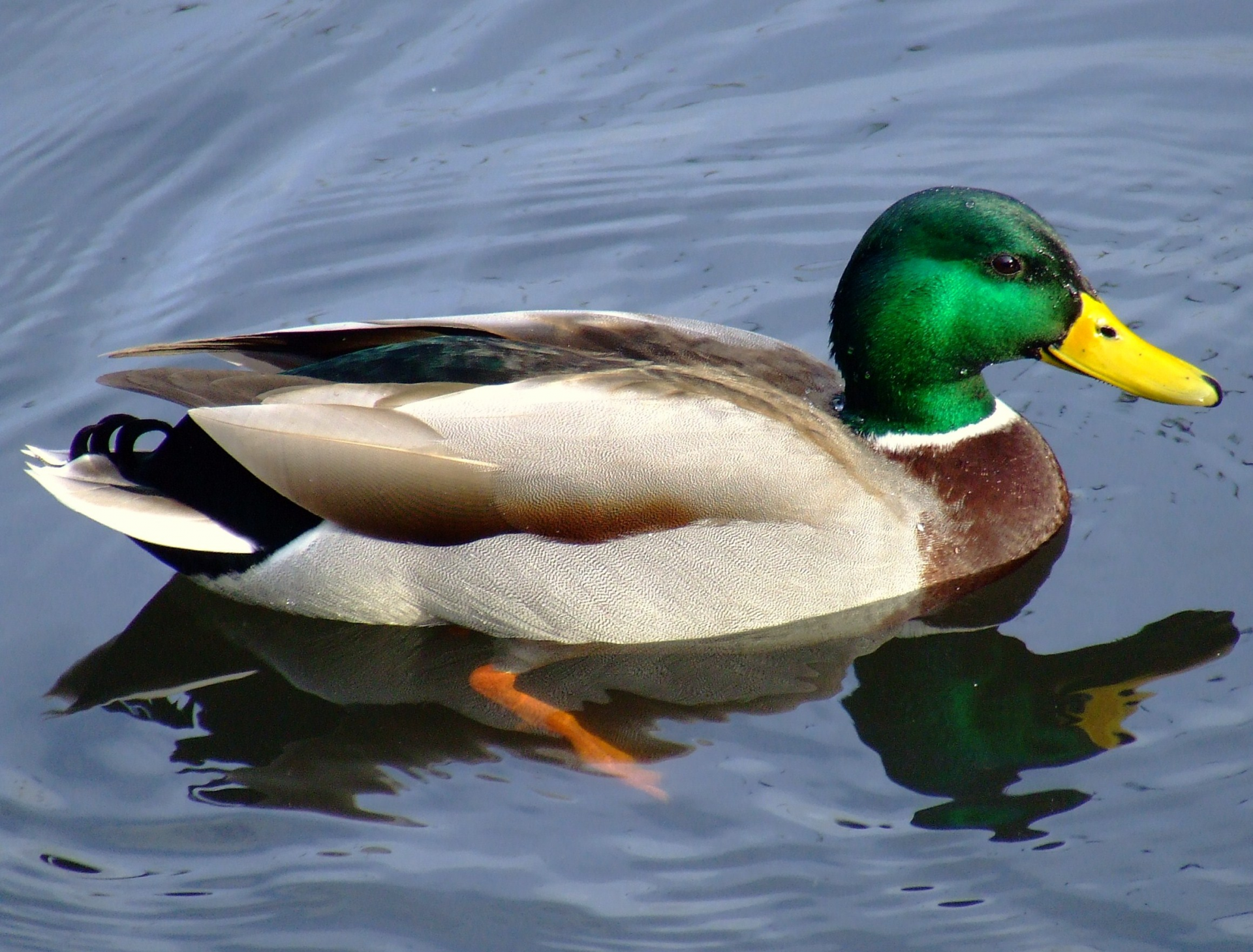 Photo: Wikipedia Photo: Wikipedia