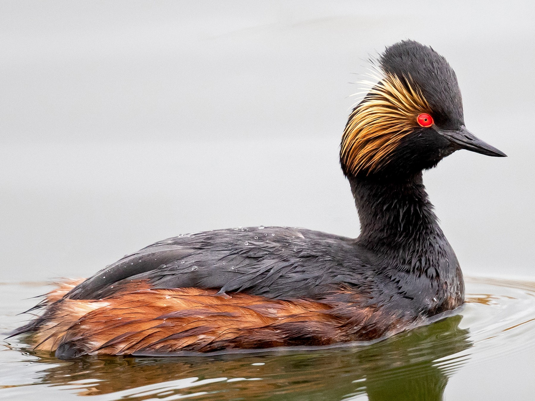 Photo: eBird Photo: eBird
