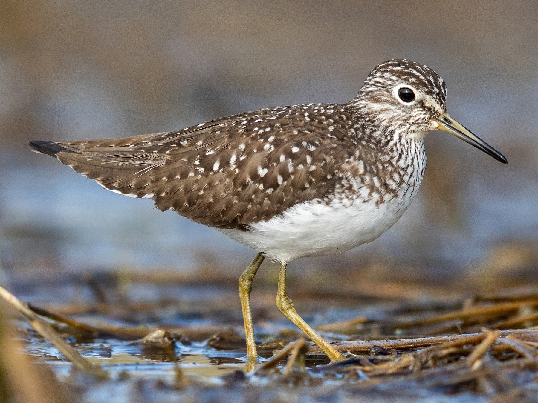 Photo: eBird Photo: eBird