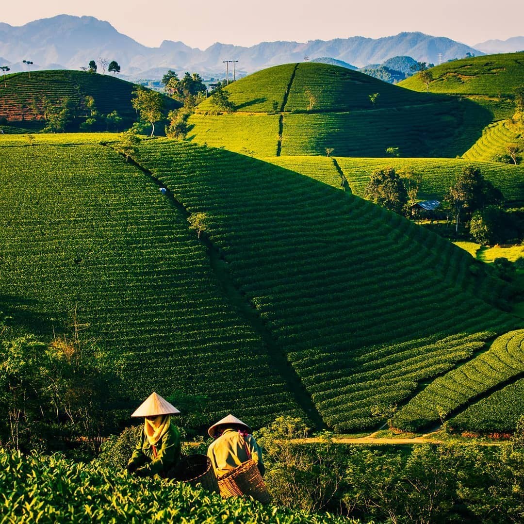Green tea - photo: @homestaytonyluan Green tea - photo: @homestaytonyluan