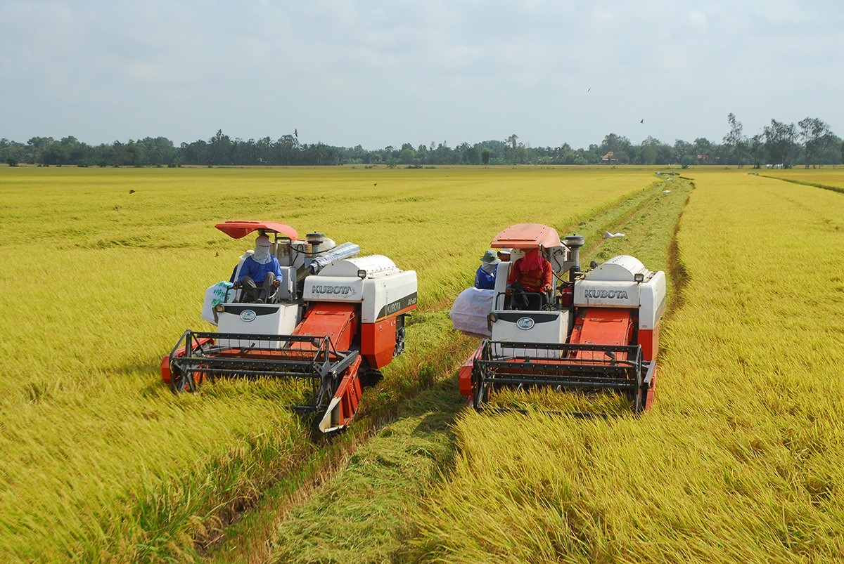 Top 10 Largest Rice Producing Countries in The World Top 10 Largest Rice Producing Countries in The World