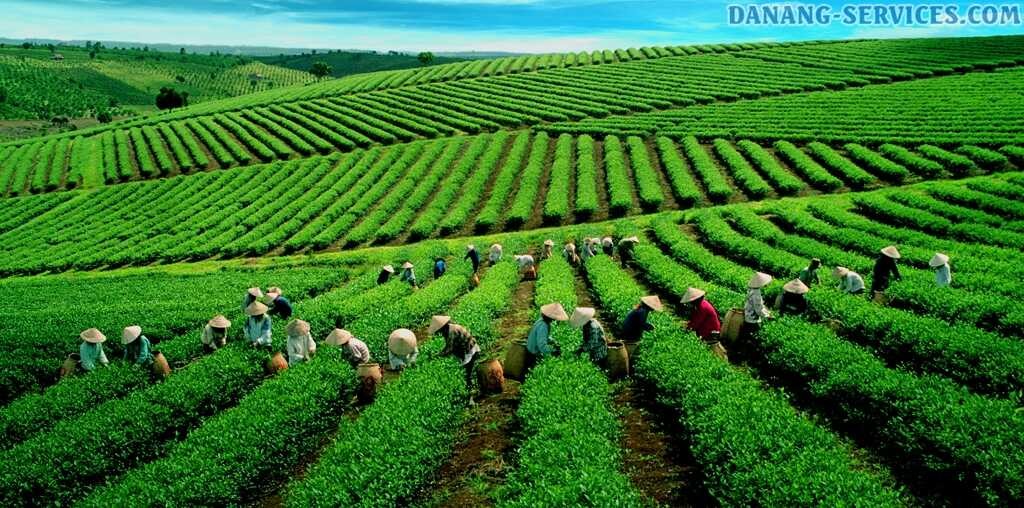 Photo: Danang Services