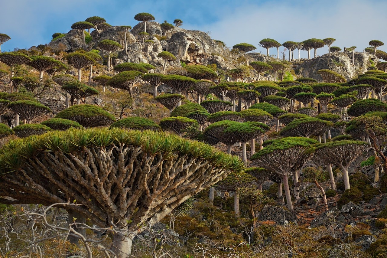 Dragon’s blood forests are nearly devoid of seedlings and young trees. Some scientists blame a lack of water caused by a decrease in seasonal cloud cover—and predict that many stands could disappear within a century. MARK W. MOFFETT Dragon’s blood forests are nearly devoid of seedlings and young trees. Some scientists blame a lack of water caused by a decrease in seasonal cloud cover—and predict that many stands could disappear within a century. MARK W. MOFFETT