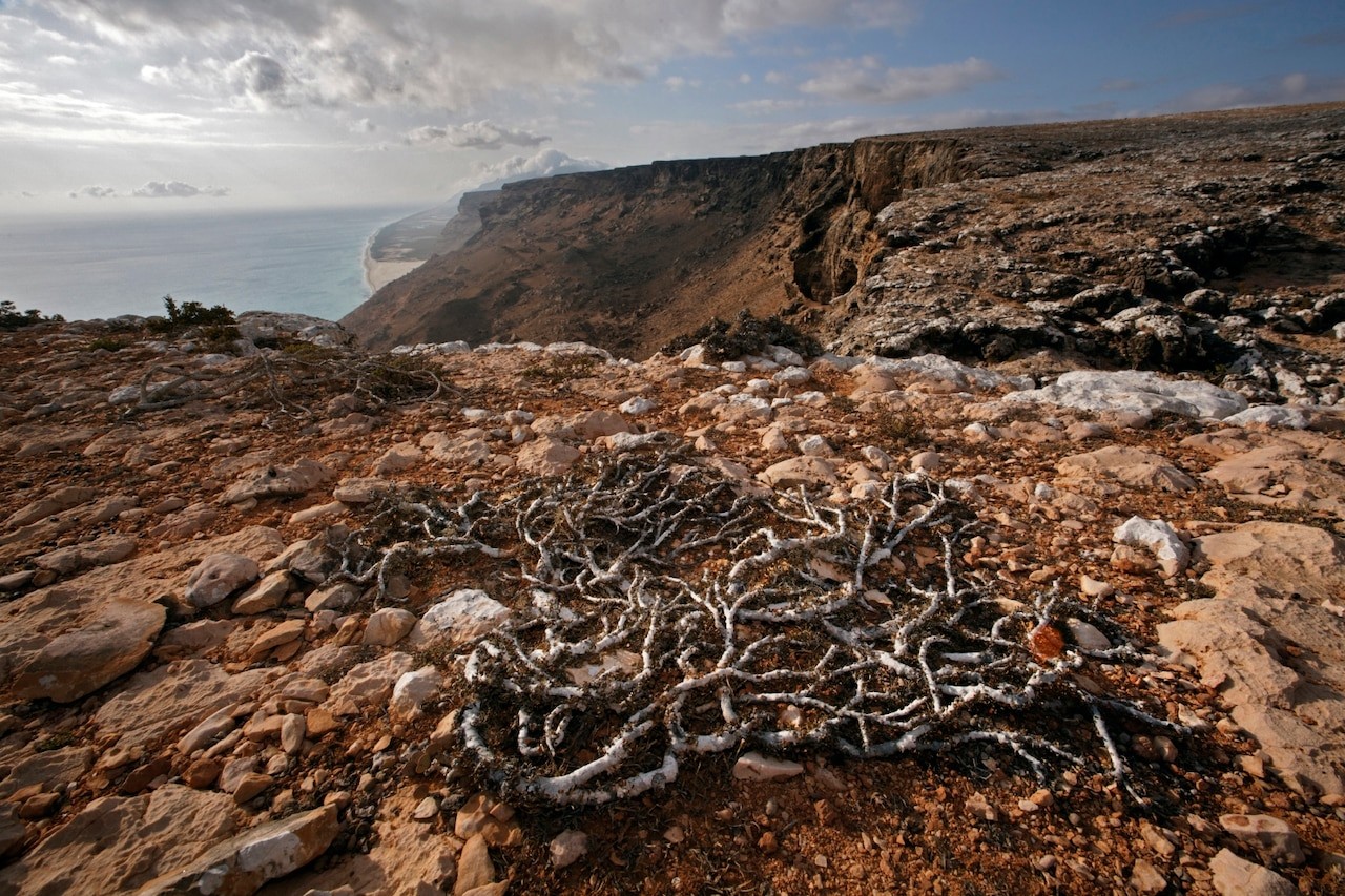 Crotons usually grow as tall shrubs, but this cliff-top one on Socotra’s southwestern coast has been “pruned” to prostrate form by sustained winds of more than 20 miles an hour. MARK W. MOFFETT Crotons usually grow as tall shrubs, but this cliff-top one on Socotra’s southwestern coast has been “pruned” to prostrate form by sustained winds of more than 20 miles an hour. MARK W. MOFFETT