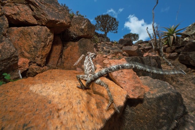 Chamaeleo monachus is found solely on Socotra, as are 90 percent of the island’s other reptiles. Local people believe the chameleon is magic: It’s said that a person hearing its hiss will lose the ability to speak. MARK W. MOFFETT Chamaeleo monachus is found solely on Socotra, as are 90 percent of the island’s other reptiles. Local people believe the chameleon is magic: It’s said that a person hearing its hiss will lose the ability to speak. MARK W. MOFFETT