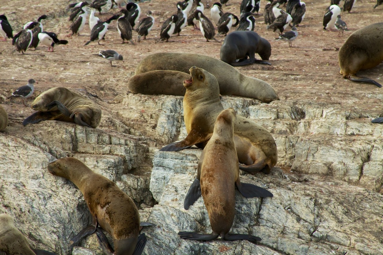 Sea lions and penguins in Tierra del Fuego | © McKay Savage/Flickr Sea lions and penguins in Tierra del Fuego | © McKay Savage/Flickr