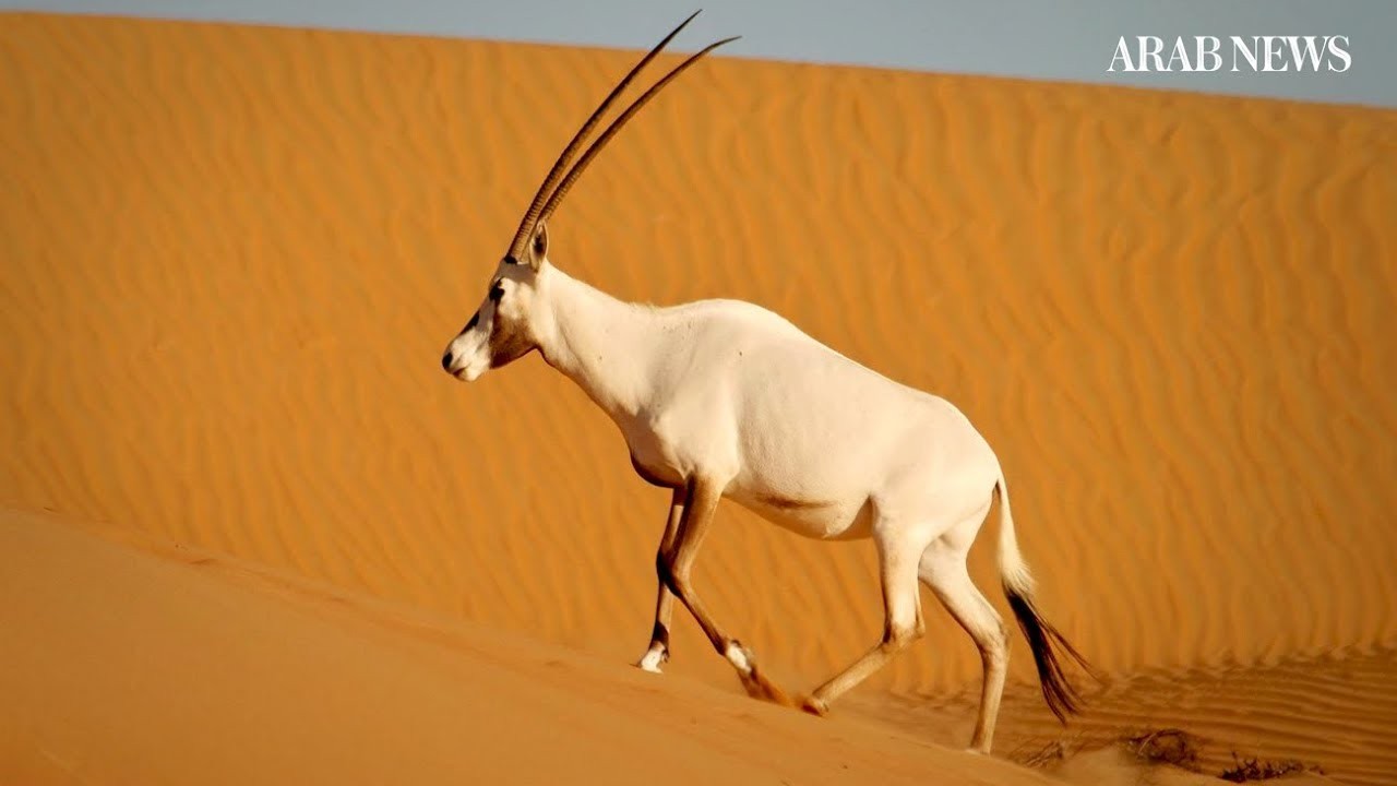 Photo: Arab News Photo: Arab News