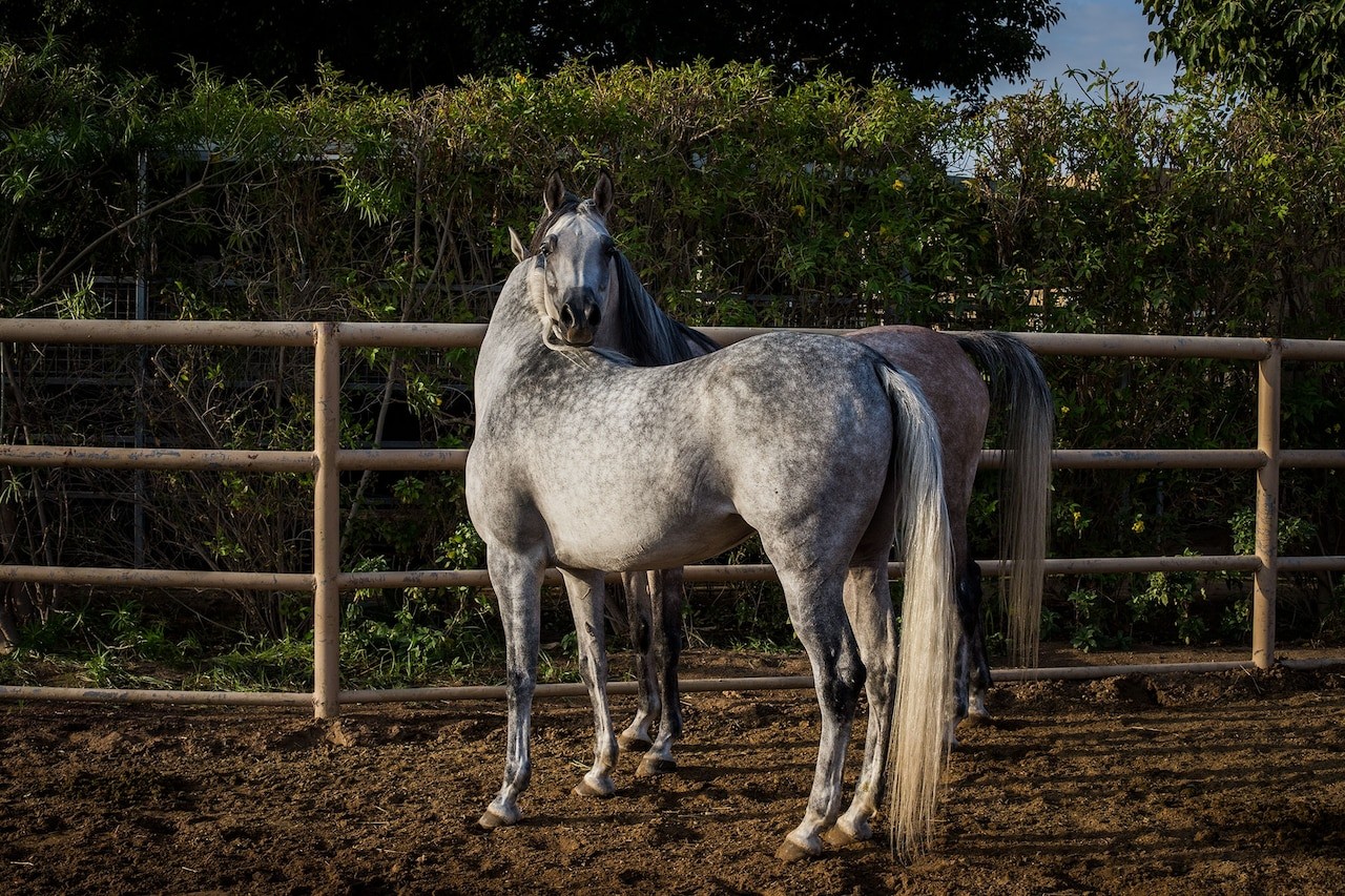 Two Arabian show horses stretch their legs at the Royal Cavalry in Muscat, the capital of Oman. PHOTOGRAPH BY ANASTASIA TAYLOR-LIND Two Arabian show horses stretch their legs at the Royal Cavalry in Muscat, the capital of Oman. PHOTOGRAPH BY ANASTASIA TAYLOR-LIND