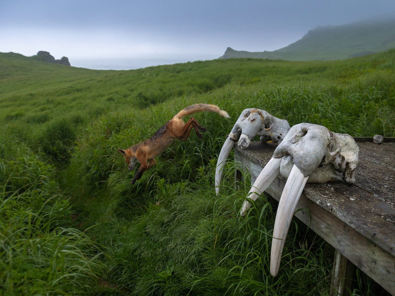 PHOTOGRAPH BY ACACIA JOHNSON, NATIONAL GEOGRAPHIC PHOTOGRAPH BY ACACIA JOHNSON, NATIONAL GEOGRAPHIC
