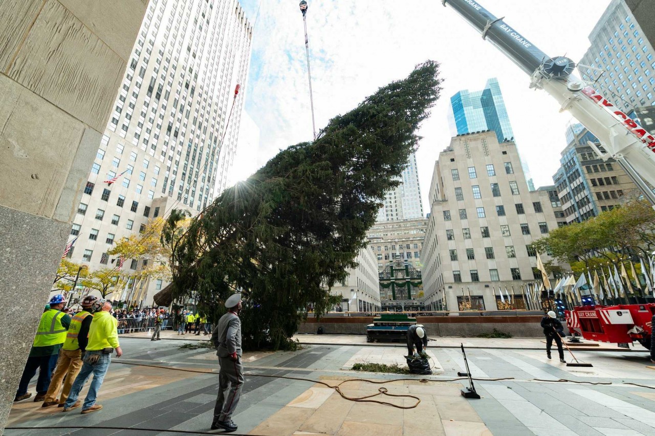 This year’s tree was brought into New York City by flatbed truck and erected at Rockefeller Center on Nov. 14th. Photos: Diane Bondareff/AP Images for Tishman Speyer This year’s tree was brought into New York City by flatbed truck and erected at Rockefeller Center on Nov. 14th. Photos: Diane Bondareff/AP Images for Tishman Speyer