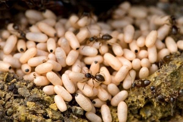 Bánh trứng kiến đặc sản của người Tày vùng Đông Bắc Bánh trứng kiến đặc sản của người Tày vùng Đông Bắc