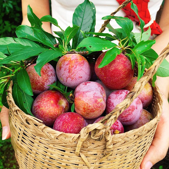 Mộc Châu mùa mận chín Mộc Châu mùa mận chín