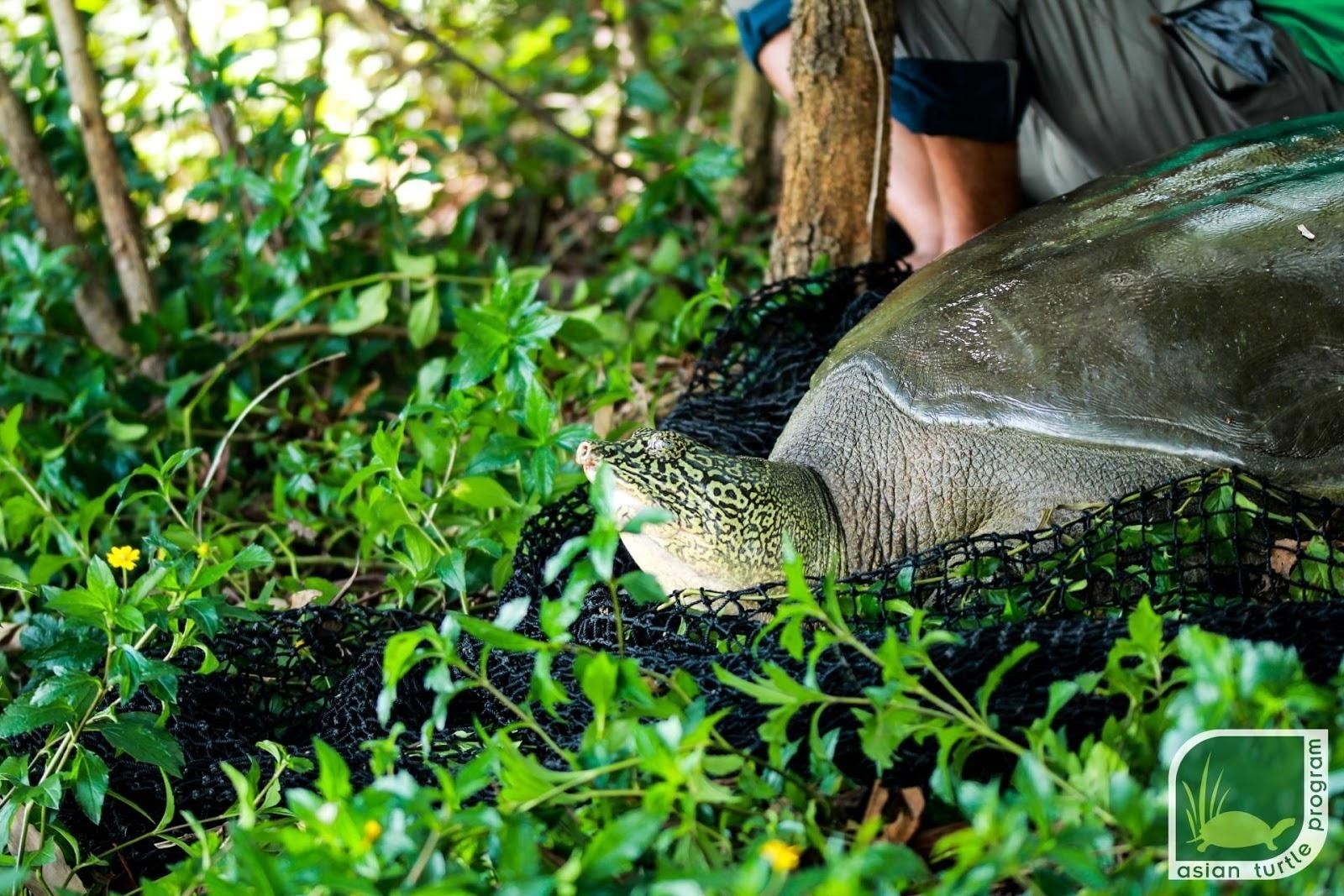 Discovery of a critically endangered female Hoan Kiem turtle in Dong Mo lake Discovery of a critically endangered female Hoan Kiem turtle in Dong Mo lake