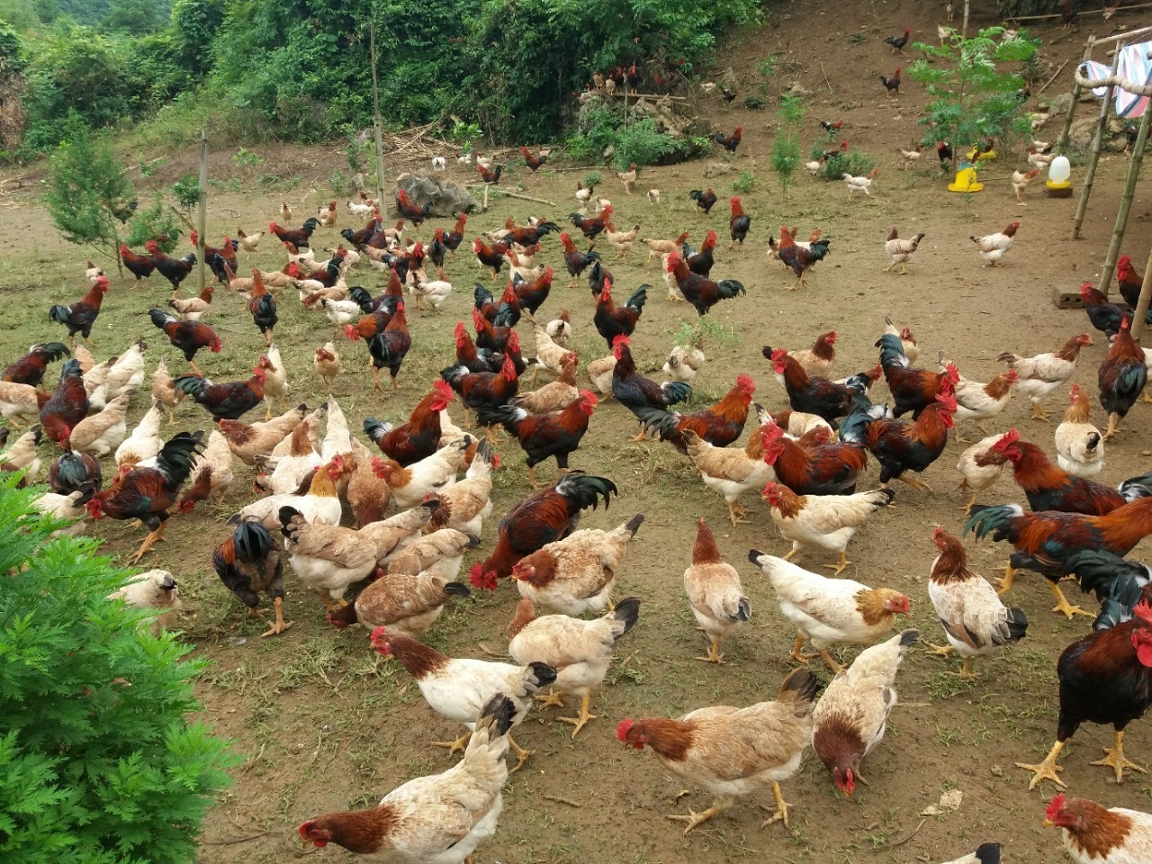 Sustainable livelihoods support for smallholder farmer in Hoa Binh Sustainable livelihoods support for smallholder farmer in Hoa Binh