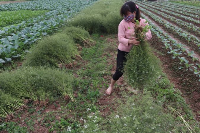 How Coriander Cleaning Purify Soul and Body for New Year How Coriander Cleaning Purify Soul and Body for New Year